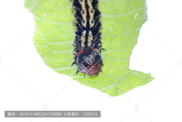 綠葉卡特彼勒