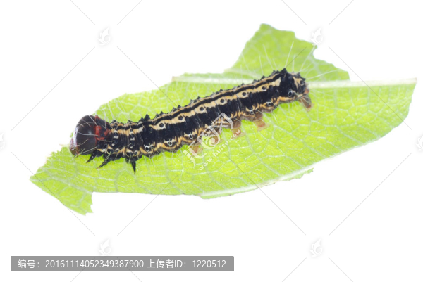 綠葉卡特彼勒