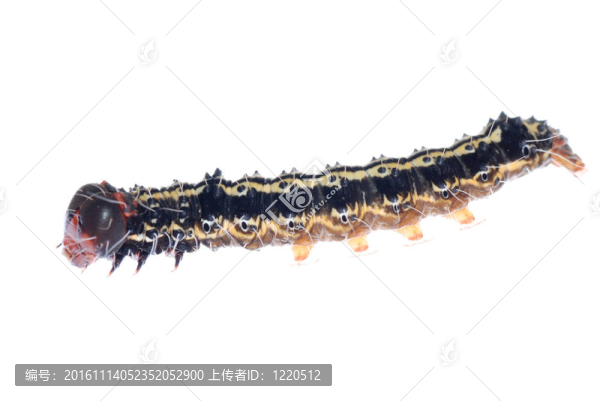 蝴蝶卡特彼勒
