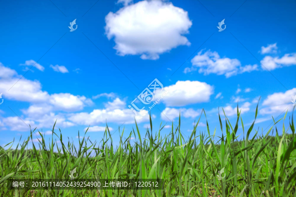 草地和天空