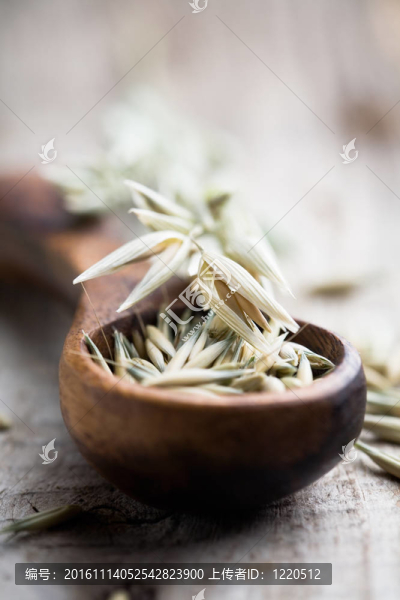 燕麥種子