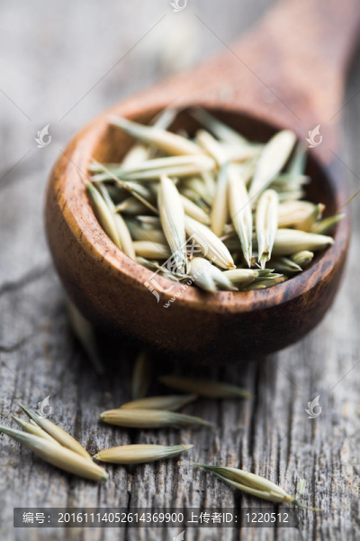 燕麥種子
