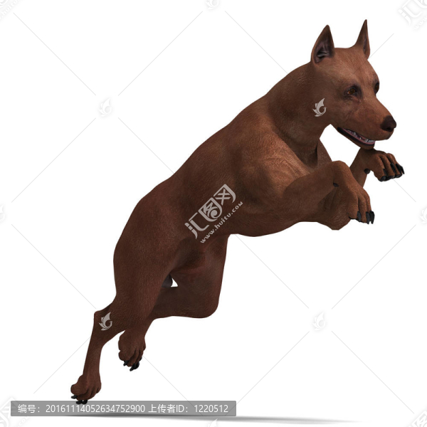 迷你杜賓犬。3D渲染與剪輯路徑和陰影超過(guò)白色