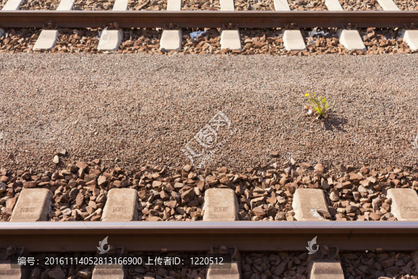 鐵路軌道與黃色花