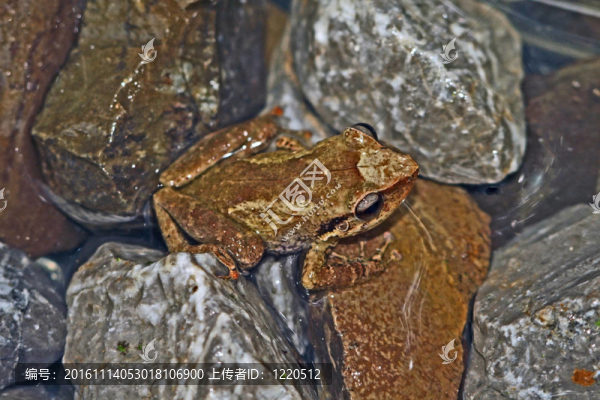 常見的coqui
