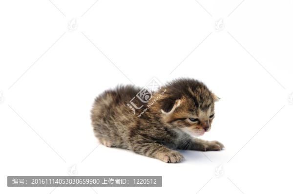 白色背景的小貓
