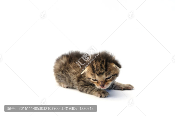 白色背景的小貓