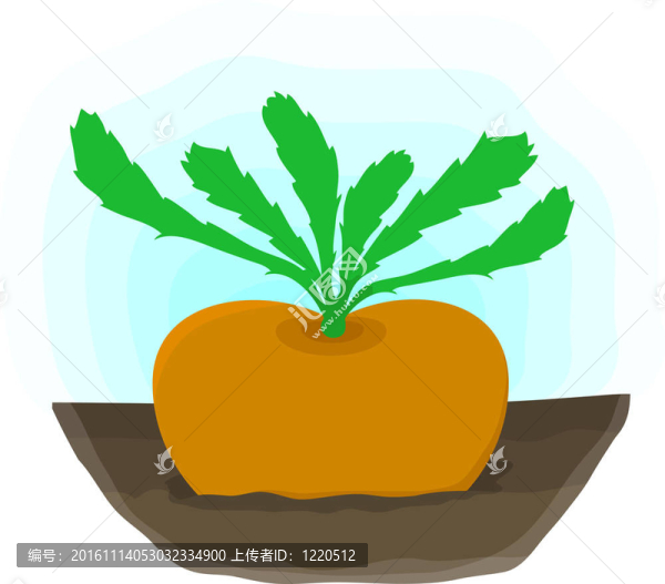 成熟的蘿卜生長(zhǎng)在床上
