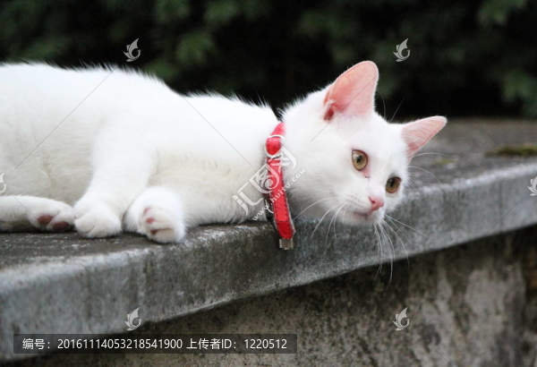 說謊的貓