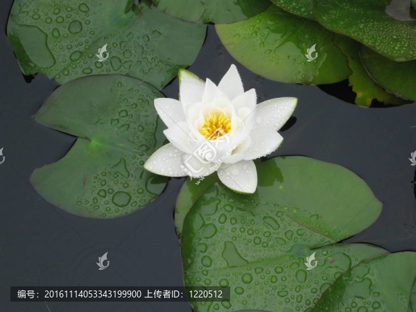 白色百合-匯圖網(wǎng) www.fosd68.com 白色百合