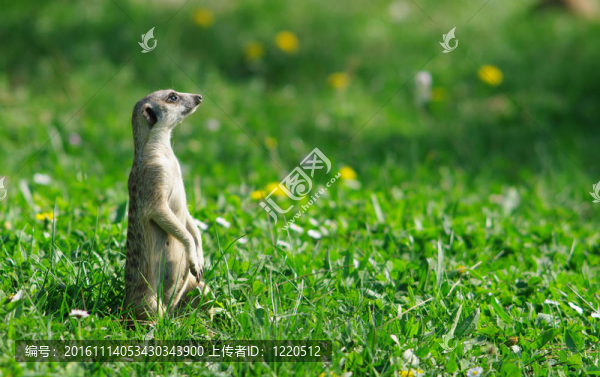 在綠色的草地meercat