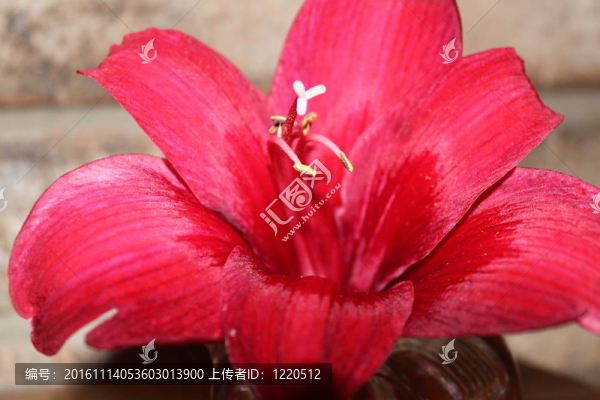 深紅色的孤挺花