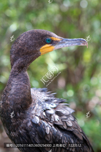 鸕鶿-匯圖網(wǎng) www.fosd68.com 鸕鶿