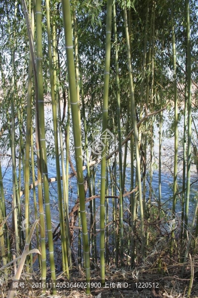 河上的竹稈