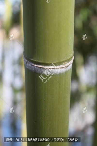 單竹