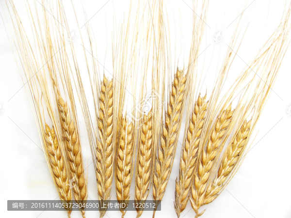 白色背景小麥秸稈