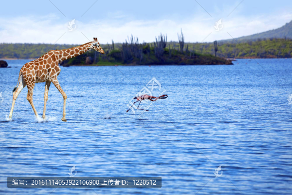 長頸鹿和火烈鳥