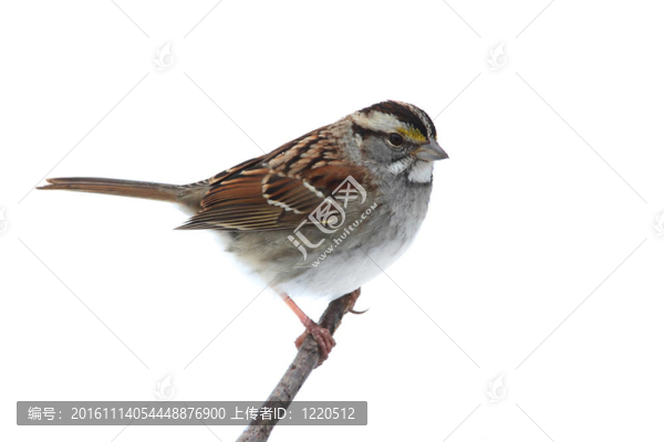 白頷麻雀（Zonotrichia,albicollis）