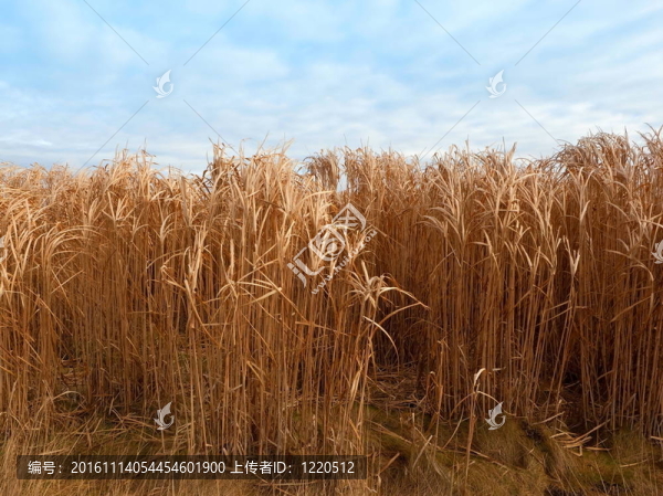 芒草象草