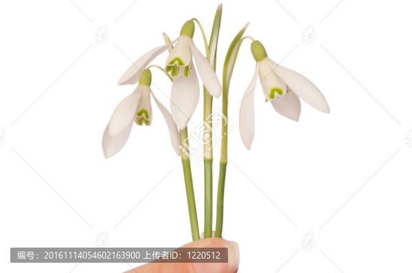 雪花蓮