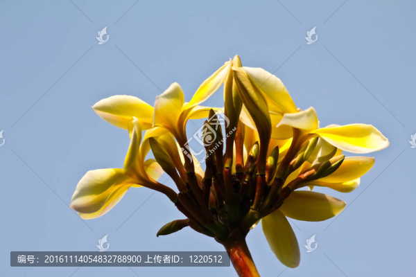白色和黃色的雞蛋花