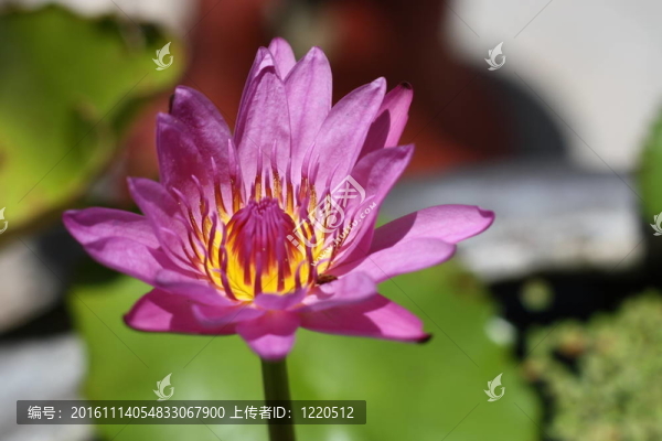 紫蓮花。