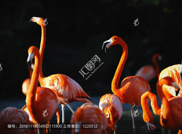 火烈鳥.