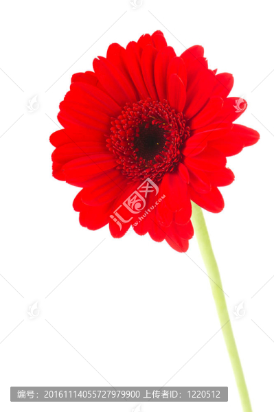 紅色的Gerber