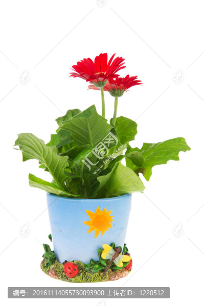 紅色格柏植物