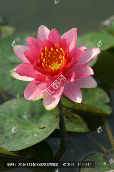 花荷花。