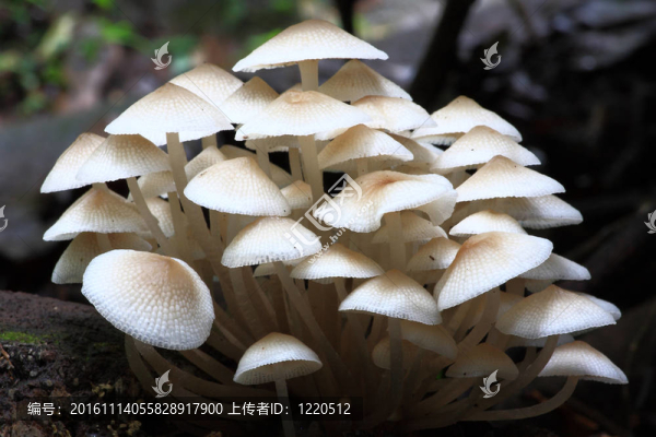 森林蘑菇。