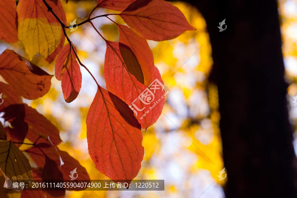 秋天的樹葉-匯圖網(wǎng) www.fosd68.com 秋天的樹葉