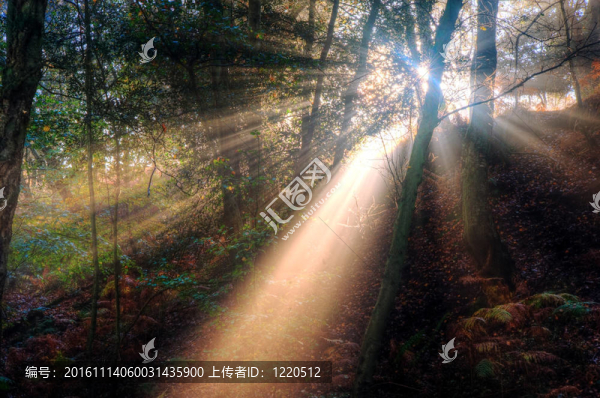 陽(yáng)光透過(guò)霧蒙蒙的秋天的森林景觀在黎明