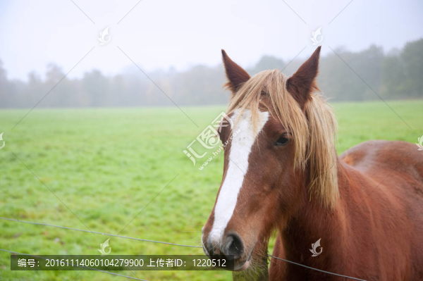 迷霧中駿馬的美麗畫像