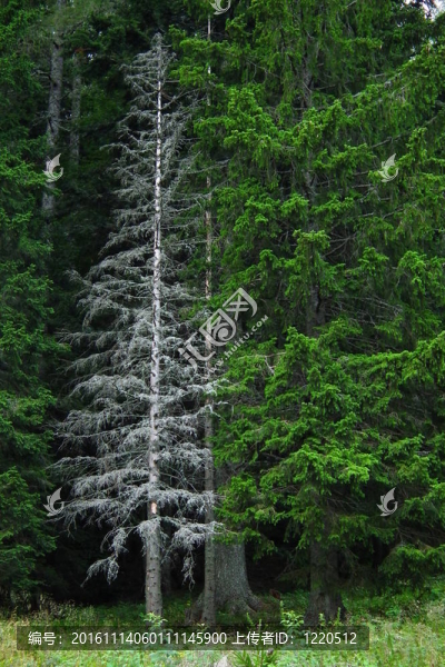 干樹