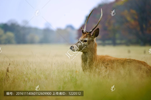 雄偉的紅鹿在秋天的肖像