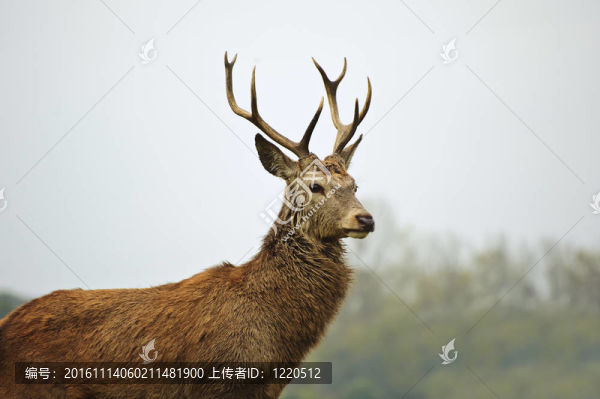 雄偉的紅鹿在秋天的肖像