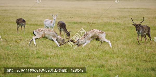 小鹿鹿鹿茸槍術(shù)在秋天