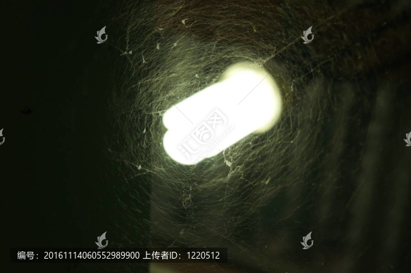 蜘蛛網(wǎng)
