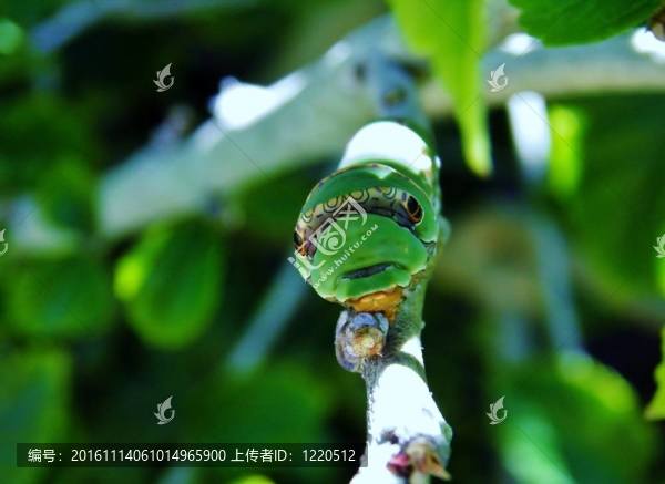 綠色的大卡特彼勒