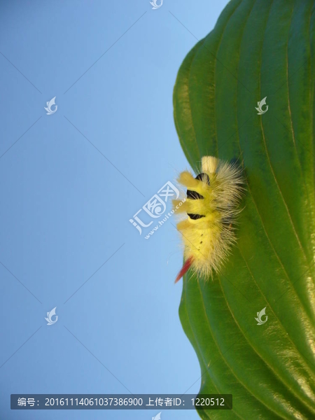 黃河綠葉卡特彼勒