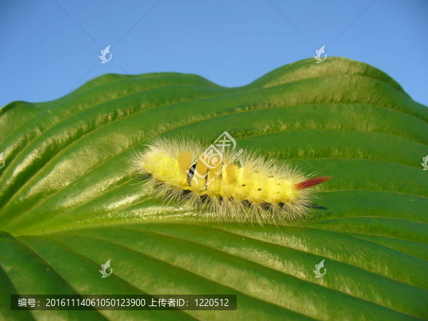 黃河綠葉卡特彼勒