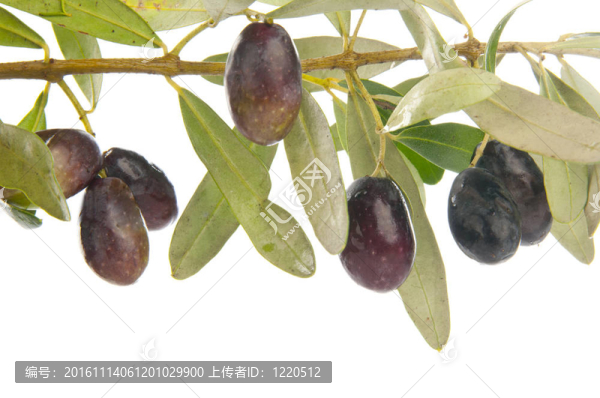 橄欖枝