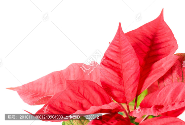 美麗的紅色一品紅植物白色隔離