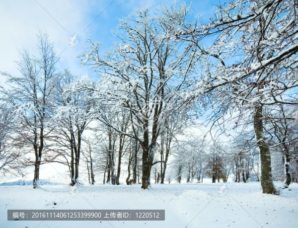 第一場冬天的雪和最后的秋天樹葉在森林里