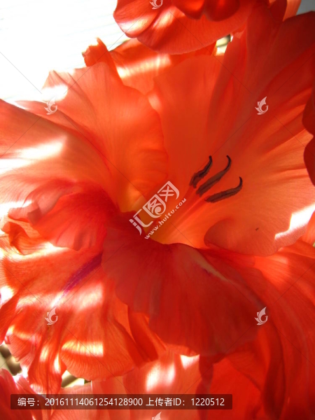 美麗的Gladiolus