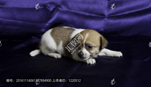 奇瓦瓦的小狗