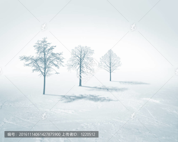 白色的雪樹(shù)