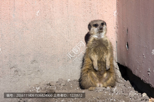 在角落里的狐