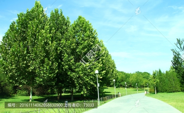 道路綠化